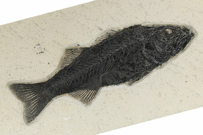 Beautiful Fish Fossil (Mioplosus) - Uncommon Species #342474